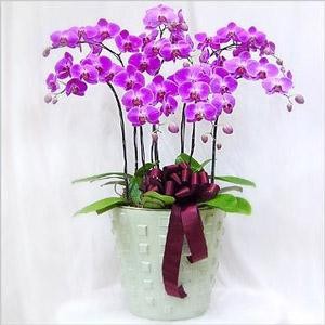 紫色蝴蝶蘭